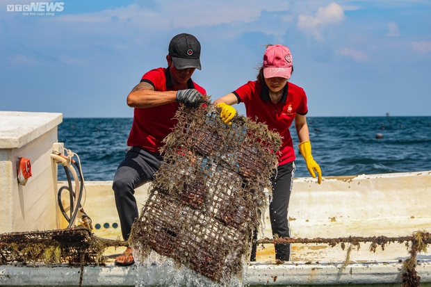 See firsthand Phu Quoc fishermen exploiting billions of pearls on the seabed - Photo 13.