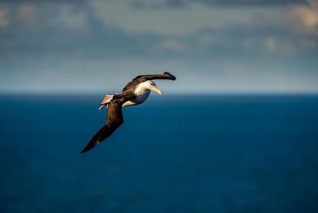 Chuyện của chú chim hải âu cô đơn nhất thế giới: Vĩnh viễn không tìm thấy đường về nhà và chuyến hành trình được cả thế giới dõi theo - Ảnh 2.