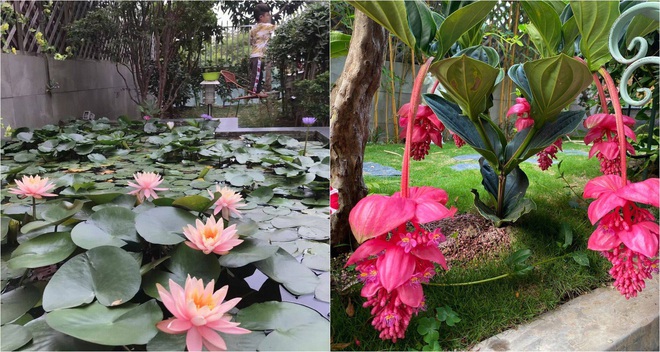 255m²のテラスガーデンは、所有者が10年間辛抱強く維持してきました - 写真5. 255m²のテラスガーデンは、所有者が10年間辛抱強く維持してきました - 写真5.