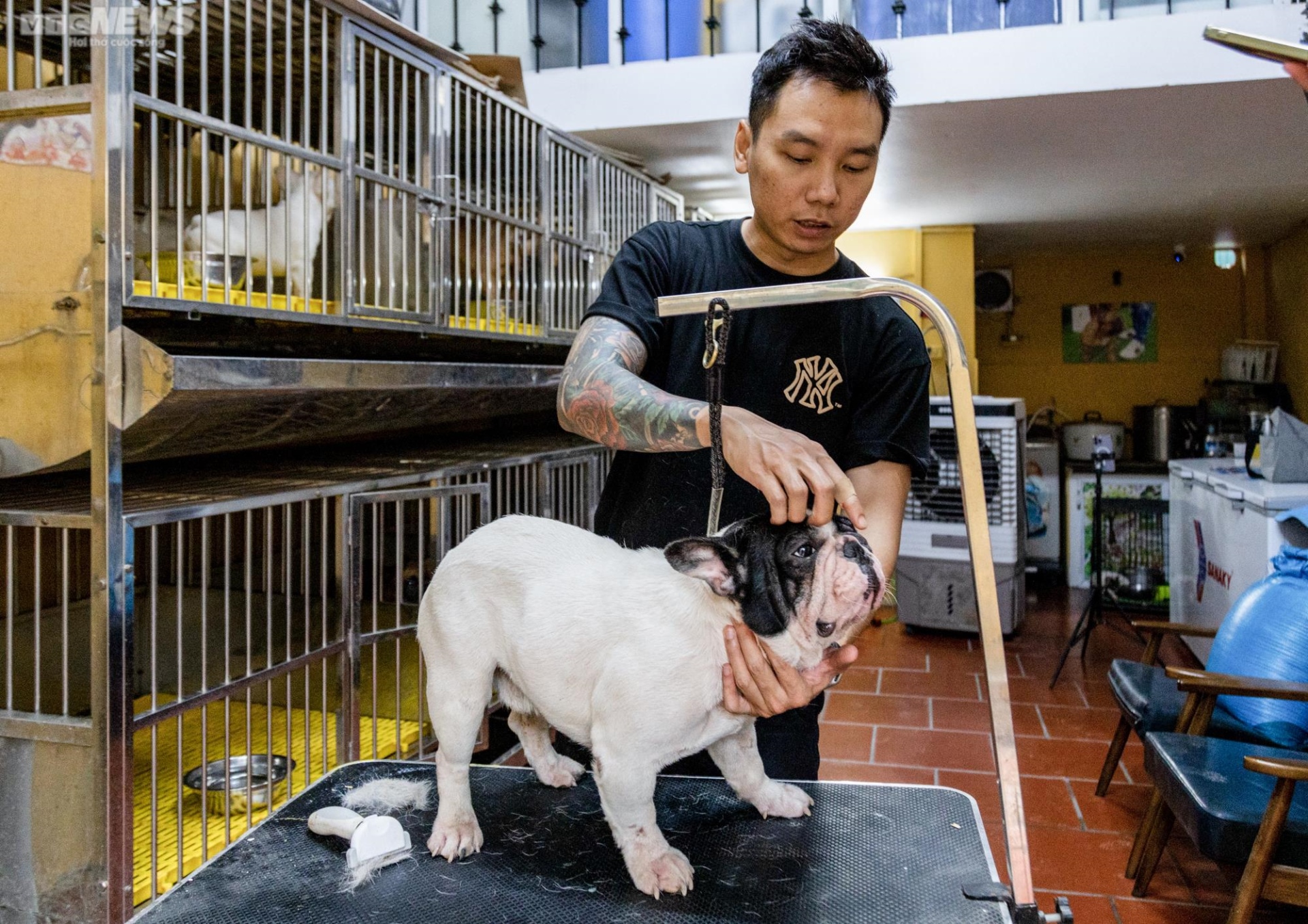 Ảnh: Chăm sóc chó Bull Pháp, 9X kiếm tiền tỷ mỗi năm - Ảnh 11. Ảnh: Chăm sóc chó Bull Pháp, 9X kiếm tiền tỷ mỗi năm - Ảnh 11.