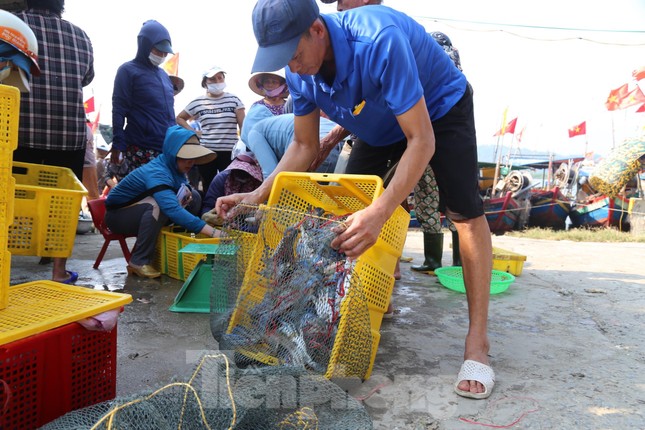 Thuyền về, tôm cá đầy khoang, ngư dân thu tiền triệu mỗi ngày - Ảnh 9. Thuyền về, tôm cá đầy khoang, ngư dân thu tiền triệu mỗi ngày - Ảnh 9.
