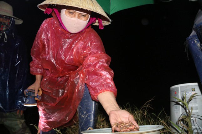 Đội đèn săn đặc sản kinh dị, nông dân kiếm tiền triệu mỗi đêm - Ảnh 6. Đội đèn săn đặc sản kinh dị, nông dân kiếm tiền triệu mỗi đêm - Ảnh 6.
