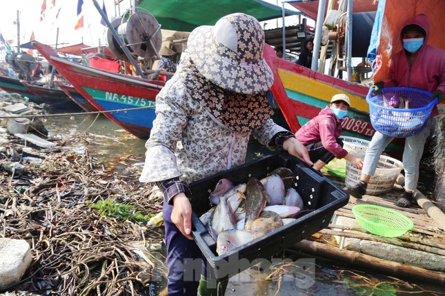 Thuyền về, tôm cá đầy khoang, ngư dân thu tiền triệu mỗi ngày - Ảnh 5. Thuyền về, tôm cá đầy khoang, ngư dân thu tiền triệu mỗi ngày - Ảnh 5.