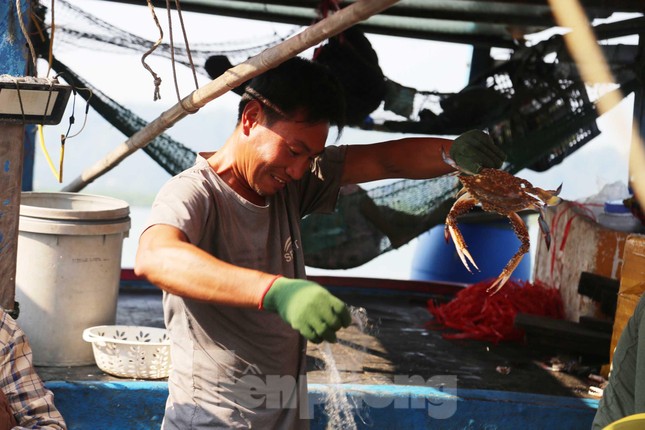 Thuyền về, tôm cá đầy khoang, ngư dân thu tiền triệu mỗi ngày - Ảnh 4. Thuyền về, tôm cá đầy khoang, ngư dân thu tiền triệu mỗi ngày - Ảnh 4.