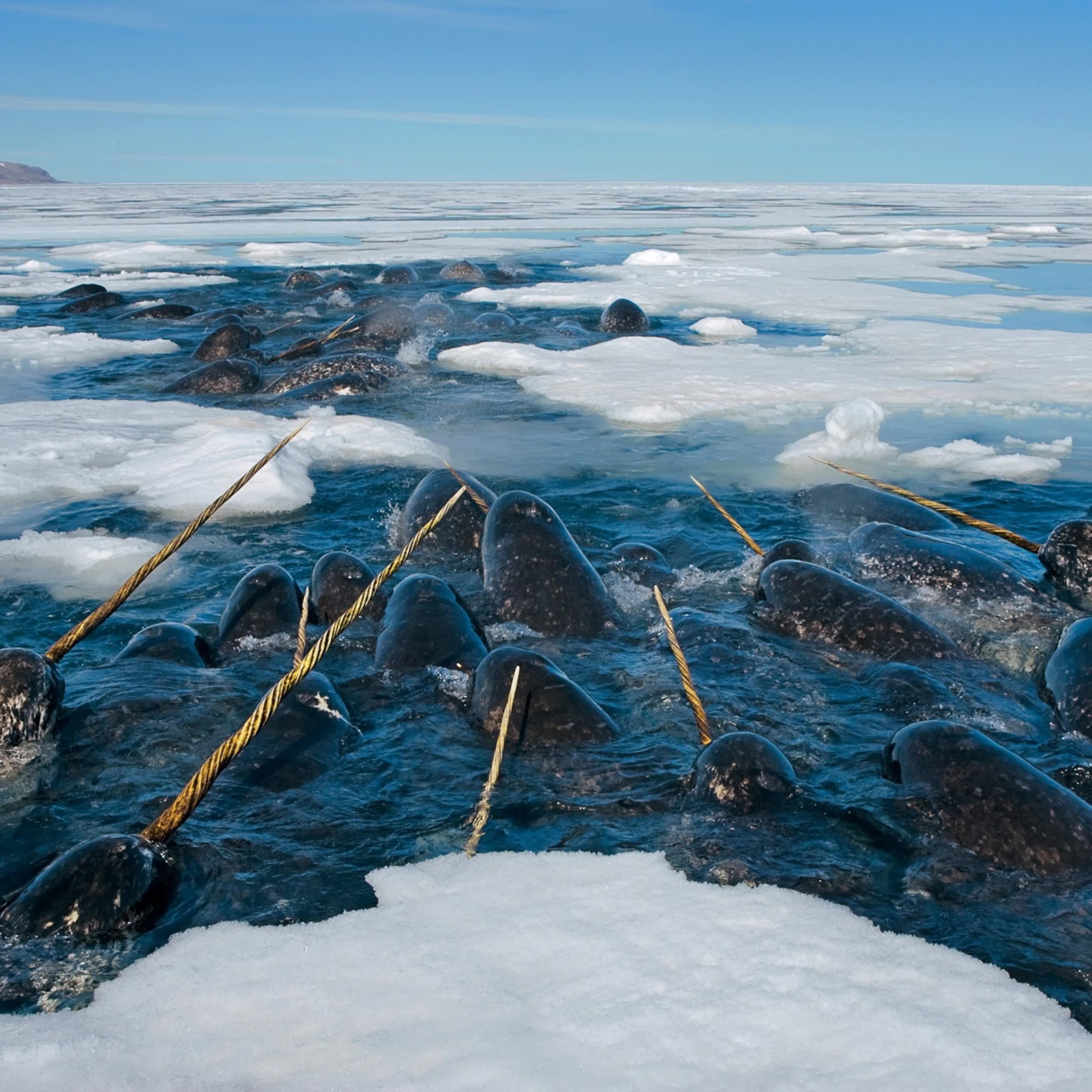 Арктика северный ледовитый океан. Северный ледовитый океан ледокол. Арктика северный ледовитый океан. Во льдах севера. Во льдах севера.