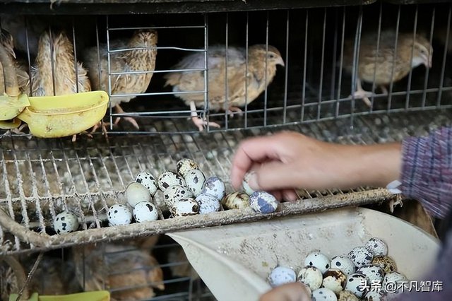 Bán hết gia tài để khởi nghiệp, 4 anh em mở trang trại nuôi gà và chim đẻ trứng vàng: Thiên thời, địa lợi, nhân hòa, phát triển thành tập đoàn 100 tỷ NDT - Ảnh 3.