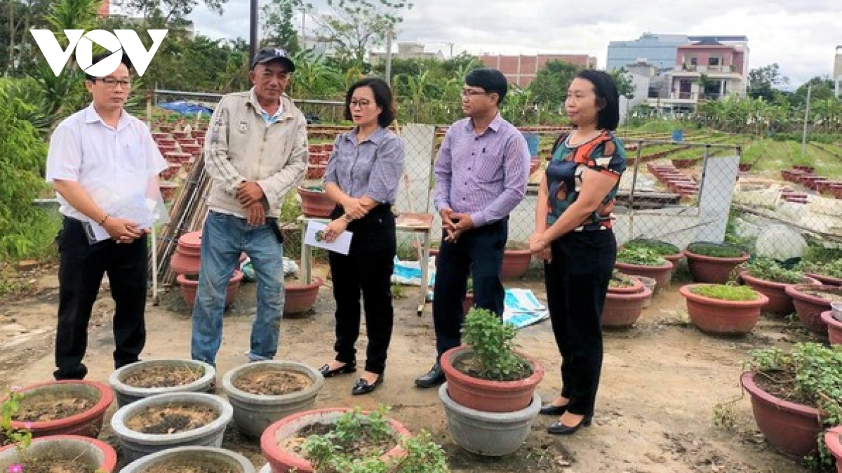 Người dân trồng hoa, rau vụ Tết ở Đà Nẵng gian nan sau mưa lũ - Ảnh 3.