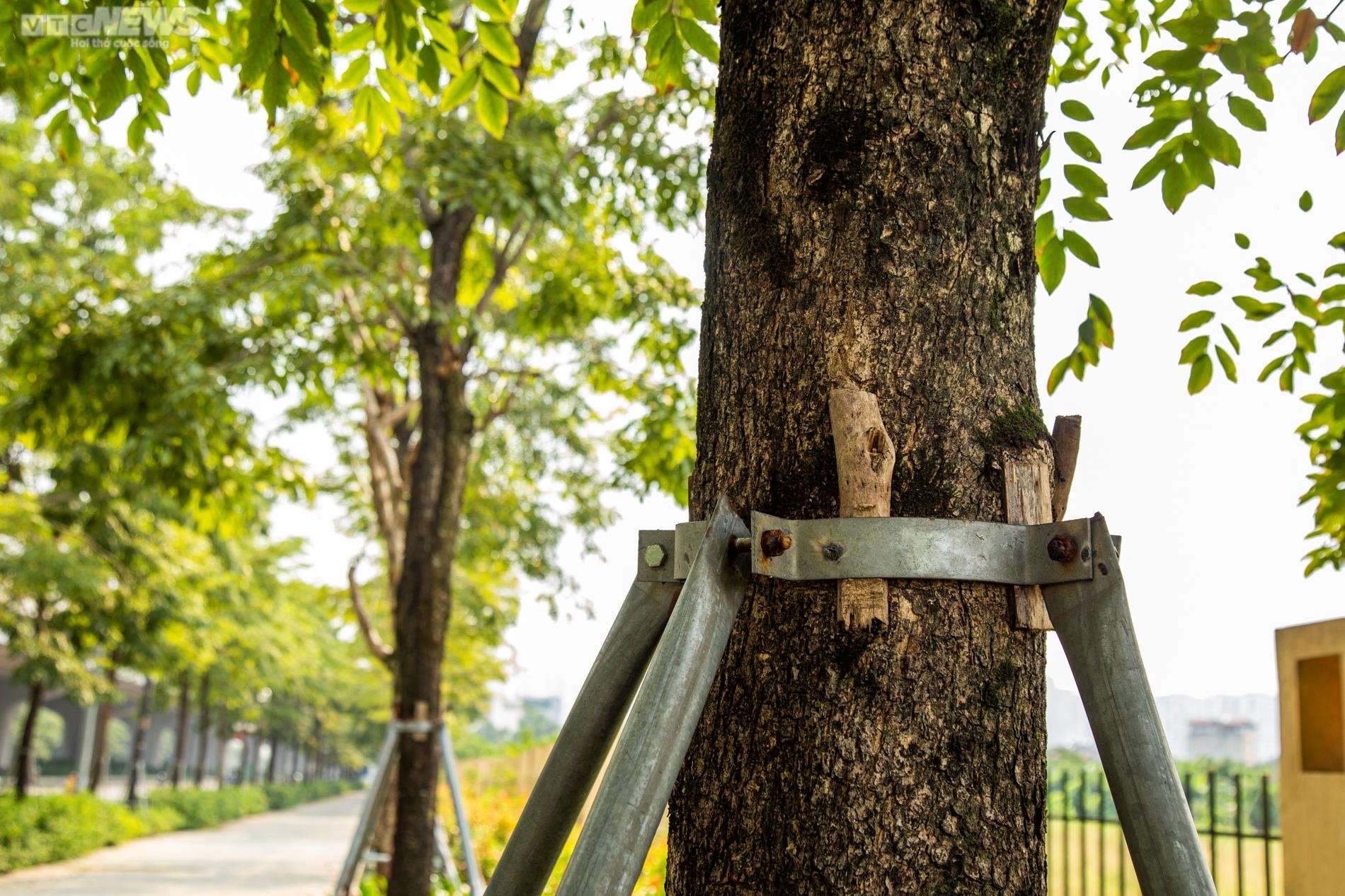 Ảnh: Xót xa gông cùm sắt siết chặt hàng cây xanh đang phát triển - Ảnh 9.