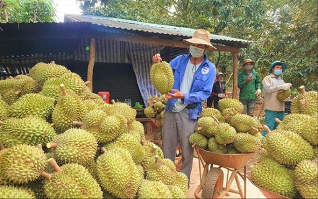 Đua nhau chặt cà phê, tiêu để trồng sầu riêng - Ảnh 1.