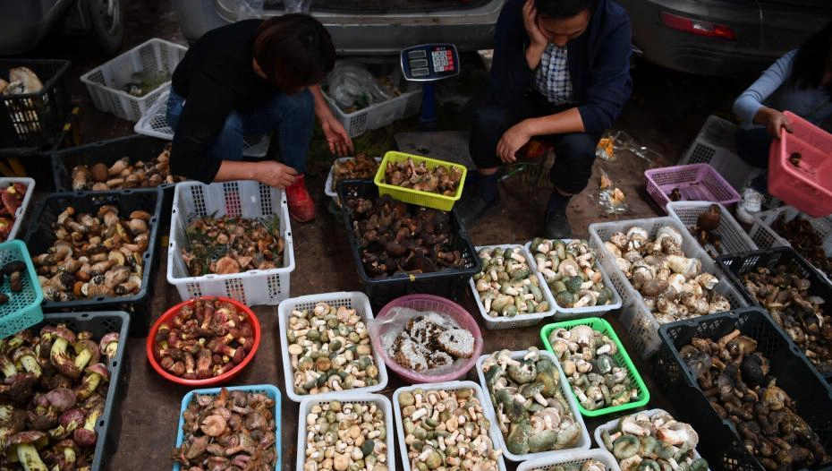 Một ngày ở chợ nấm Côn Minh - nơi bán thức quà của đất đắt đỏ bậc nhất thế giới - Ảnh 2. Một ngày ở chợ nấm Côn Minh - nơi bán thức quà của đất đắt đỏ bậc nhất thế giới - Ảnh 2.