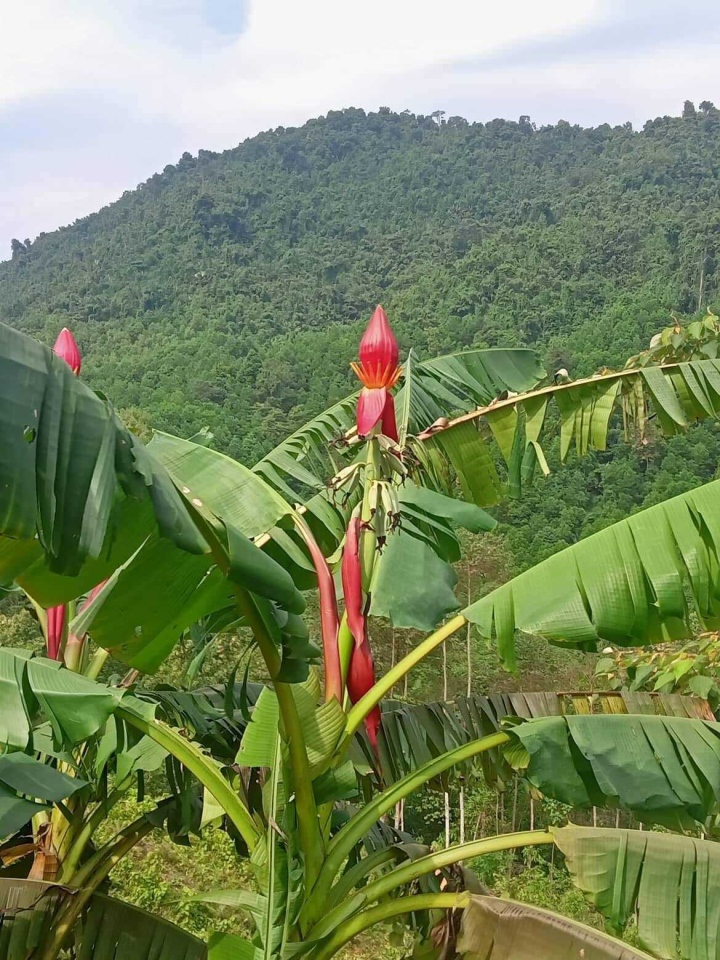 Khách Hà Nội săn lùng tuyệt phẩm hoa chuối rừng hút tài lộc - Ảnh 2. Khách Hà Nội săn lùng tuyệt phẩm hoa chuối rừng hút tài lộc - Ảnh 2.