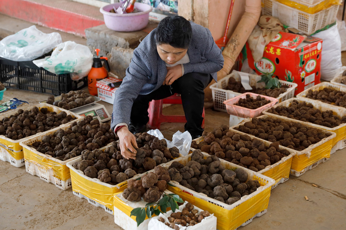 Một ngày ở chợ nấm Côn Minh - nơi bán thức quà của đất đắt đỏ bậc nhất thế giới - Ảnh 7. Một ngày ở chợ nấm Côn Minh - nơi bán thức quà của đất đắt đỏ bậc nhất thế giới - Ảnh 7.