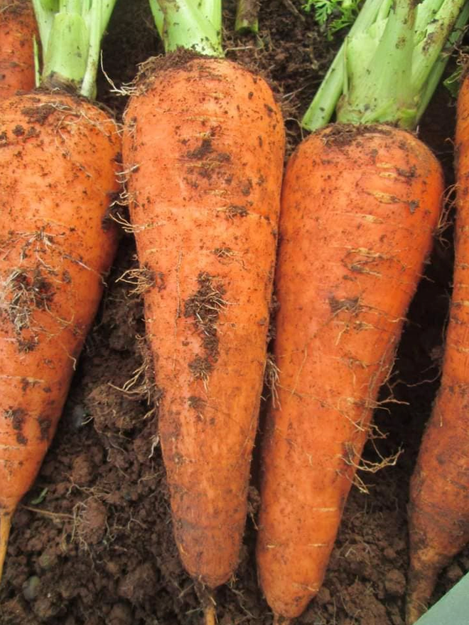 9x bỏ phố về quê làm rẫy, hằng ngày nhặt sầu rụng, hái rau quả trong vườn ăn không xuể - Ảnh 3. 9x bỏ phố về quê làm rẫy, hằng ngày nhặt sầu rụng, hái rau quả trong vườn ăn không xuể - Ảnh 3.