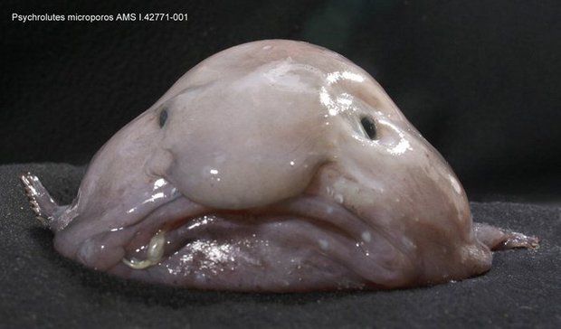  Cá giọt nước - loài động vật xấu nhất thế giới bị hiểu nhầm về hình dạng kỳ dị suốt bao năm - Ảnh 6.