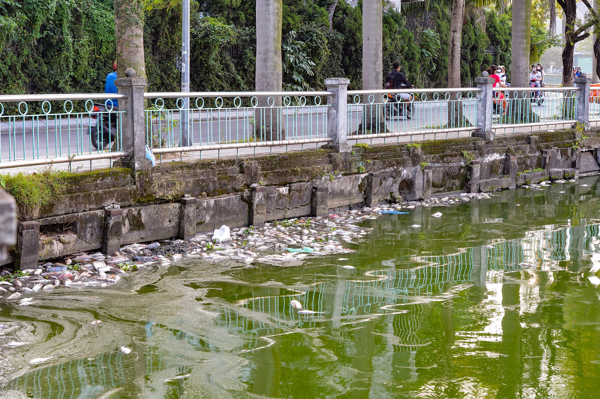 Hà Nội: Công nhân khẩn trương vớt cá chết nổi trên mặt hồ Tây - Ảnh 2. Hà Nội: Công nhân khẩn trương vớt cá chết nổi trên mặt hồ Tây - Ảnh 2.