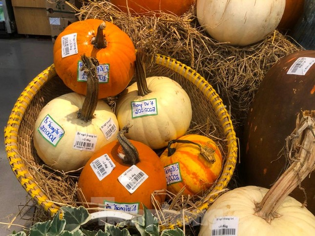 Bí ngô tiền triệu chưa đến Halloween đã cháy hàng - Ảnh 3.