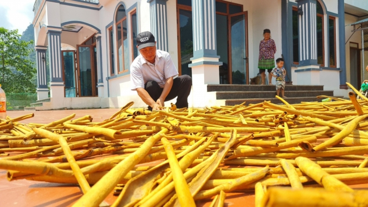 Trồng “cây vàng”, thanh niên người Mông trở thành tỷ phú - Ảnh 3. Trồng “cây vàng”, thanh niên người Mông trở thành tỷ phú - Ảnh 3.