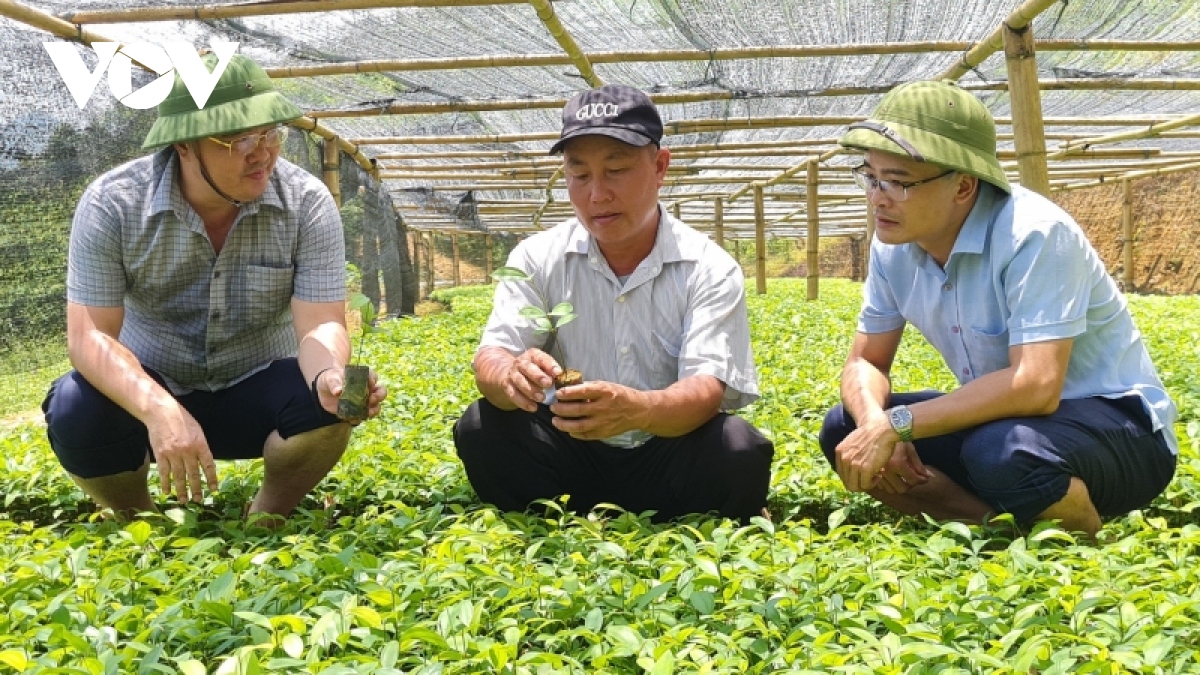 Trồng “cây vàng”, thanh niên người Mông trở thành tỷ phú - Ảnh 1. Trồng “cây vàng”, thanh niên người Mông trở thành tỷ phú - Ảnh 1.