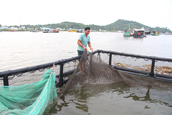 Giá cá biển lên cao gấp đôi, dân nuôi ở Kiên Giang có tiền ăn Tết - Ảnh 2.