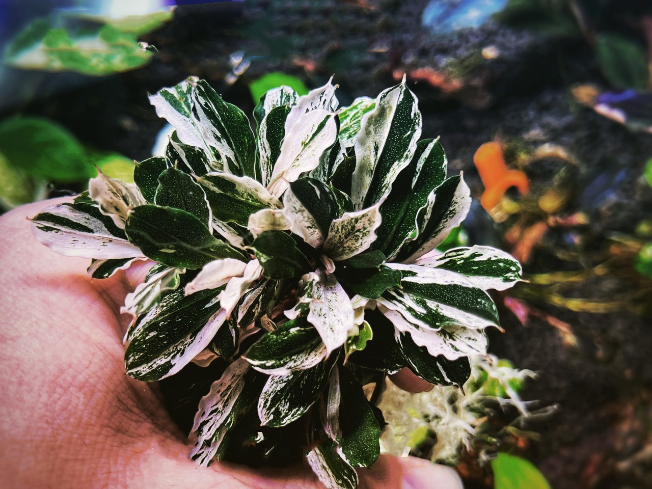 Thú chơi cây thủy sinh đắt đỏ ở Hà Nội: “Đổ cả chiếc ô tô vào bể cá là chuyện thường - Ảnh 5.