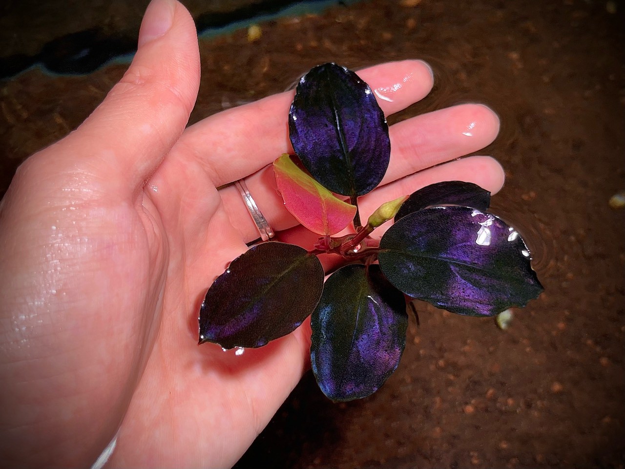 Thú chơi cây thủy sinh đắt đỏ ở Hà Nội: “Đổ cả chiếc ô tô vào bể cá là chuyện thường - Ảnh 4.