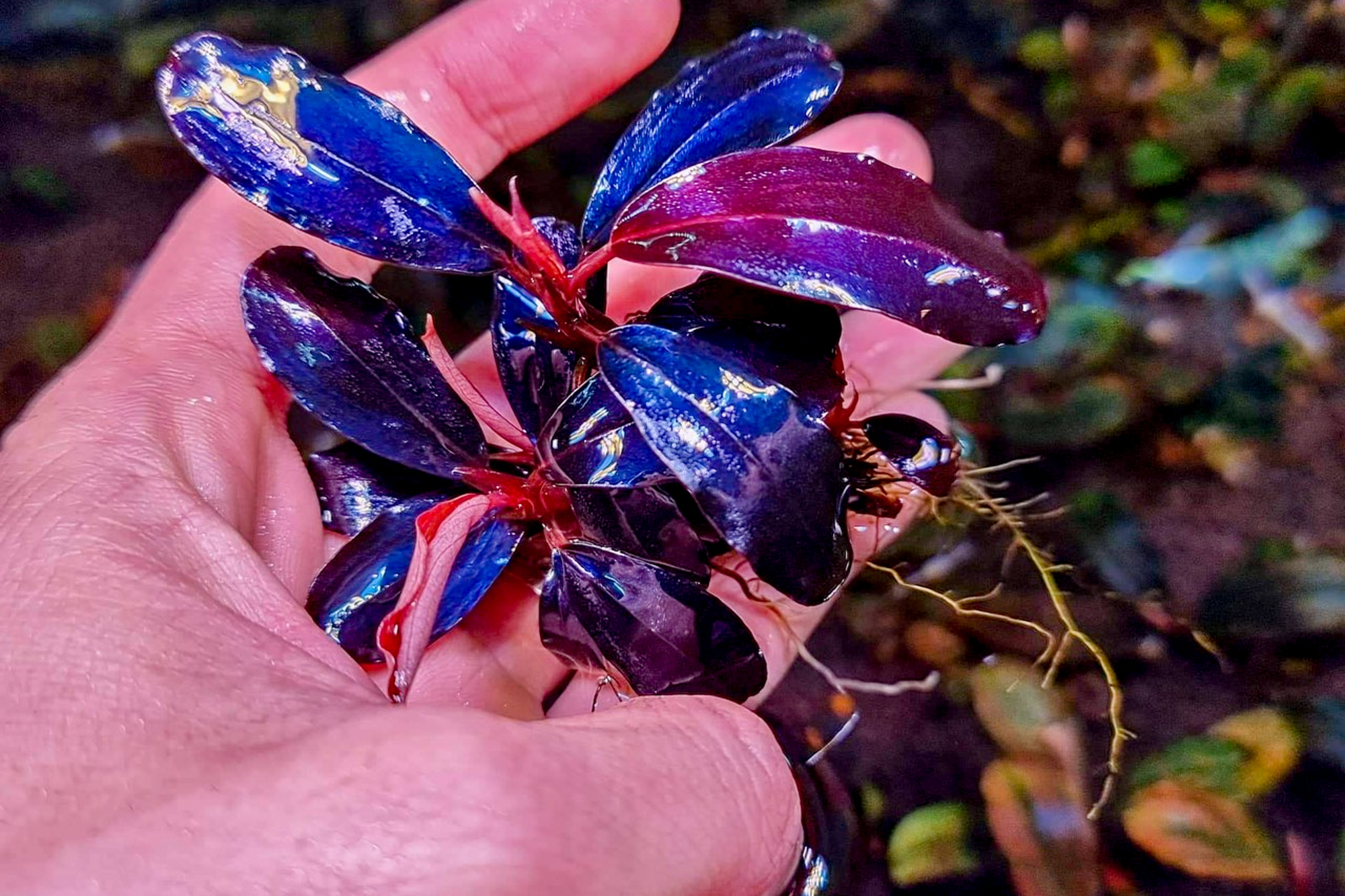 Thú chơi cây thủy sinh đắt đỏ ở Hà Nội: “Đổ cả chiếc ô tô vào bể cá là chuyện thường - Ảnh 2.