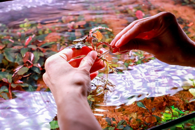 Thú chơi cây thủy sinh đắt đỏ ở Hà Nội: “Đổ cả chiếc ô tô vào bể cá là chuyện thường - Ảnh 15. Thú chơi cây thủy sinh đắt đỏ ở Hà Nội: “Đổ cả chiếc ô tô vào bể cá là chuyện thường - Ảnh 15.