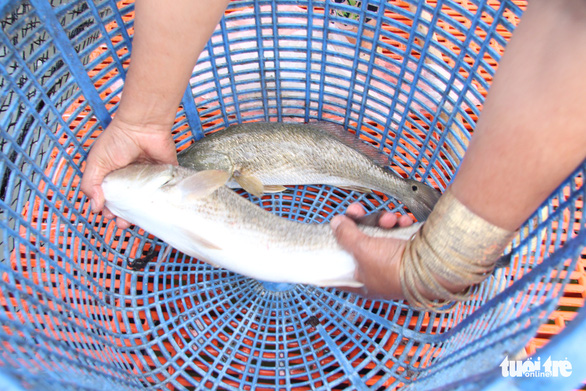 Giá cá biển lên cao gấp đôi, dân nuôi ở Kiên Giang có tiền ăn Tết - Ảnh 1.
