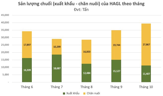 Trồng chuối để xuất khẩu hay để nuôi heo khi 2/3 sản lượng chuối dùng cho heo ăn: Hoàng Anh Gia Lai nói gì? - Ảnh 1. Trồng chuối để xuất khẩu hay để nuôi heo khi 2/3 sản lượng chuối dùng cho heo ăn: Hoàng Anh Gia Lai nói gì? - Ảnh 1.
