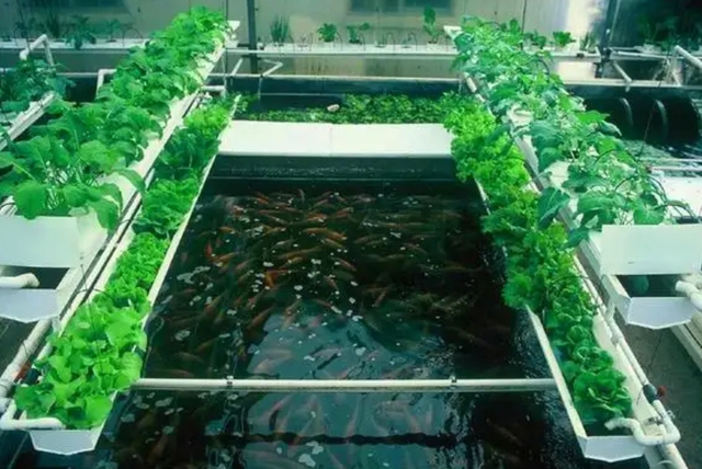 Tạo ra mô hình nuôi cá không cần thay nước, trồng rau không cần bón phân, người đàn ông kiếm hơn 120 tỷ đồng/năm - Ảnh 5.