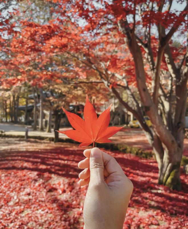 Choáng ngợp khung cảnh mùa thu Hàn Quốc, lá vàng lá đỏ rực sắc đẹp như phim