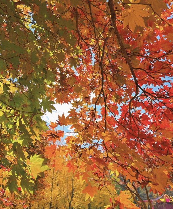 Choáng ngợp khung cảnh mùa thu Hàn Quốc, lá vàng lá đỏ rực sắc đẹp như phim