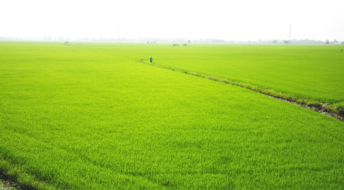 Một quyết sách táo bạo của Thủ tướng Võ Văn Kiệt làm thay đổi vùng đất hoang hóa - Ảnh 2.