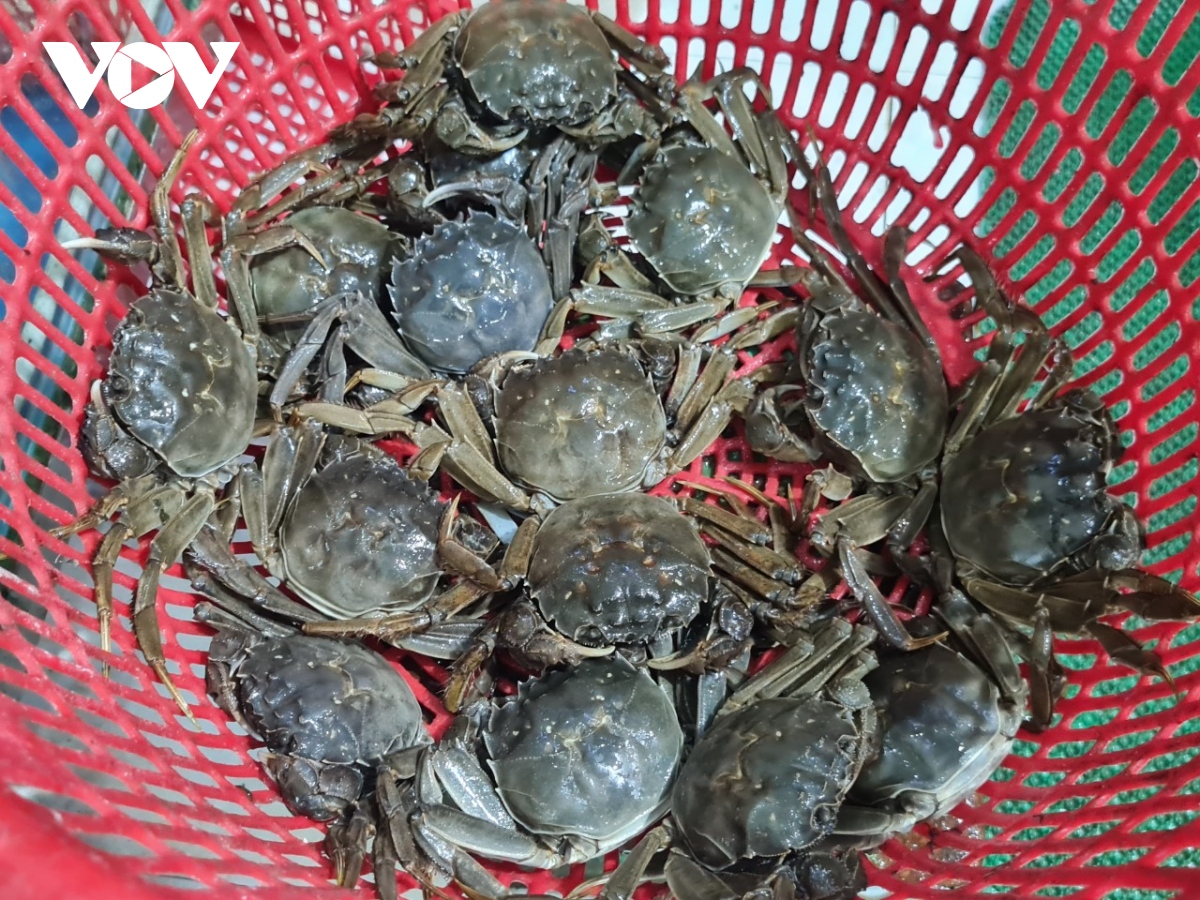 Đặc sản cua da Bắc Giang giá đắt khét vẫn khan hàng - Ảnh 2. Đặc sản cua da Bắc Giang giá đắt khét vẫn khan hàng - Ảnh 2.