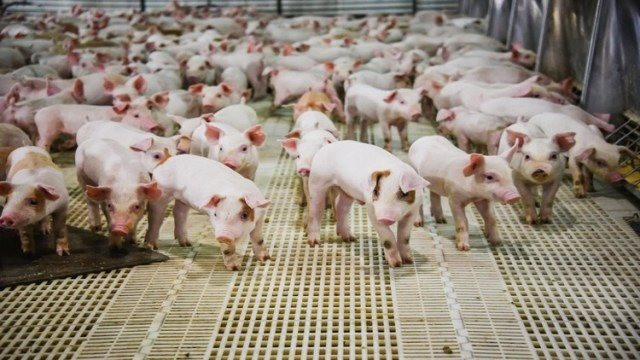 Chăn nuôi lợn trên cao ốc ở Trung Quốc: Từng bị coi là bất hợp pháp nhưng đang là sự đảm bảo cho những bữa cơm có thịt ở nền kinh tế tỷ dân - Ảnh 3.