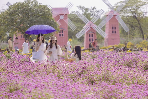Young people eagerly check-in the romantic purple cypress flower season in the heart of Hanoi - Photo 3.