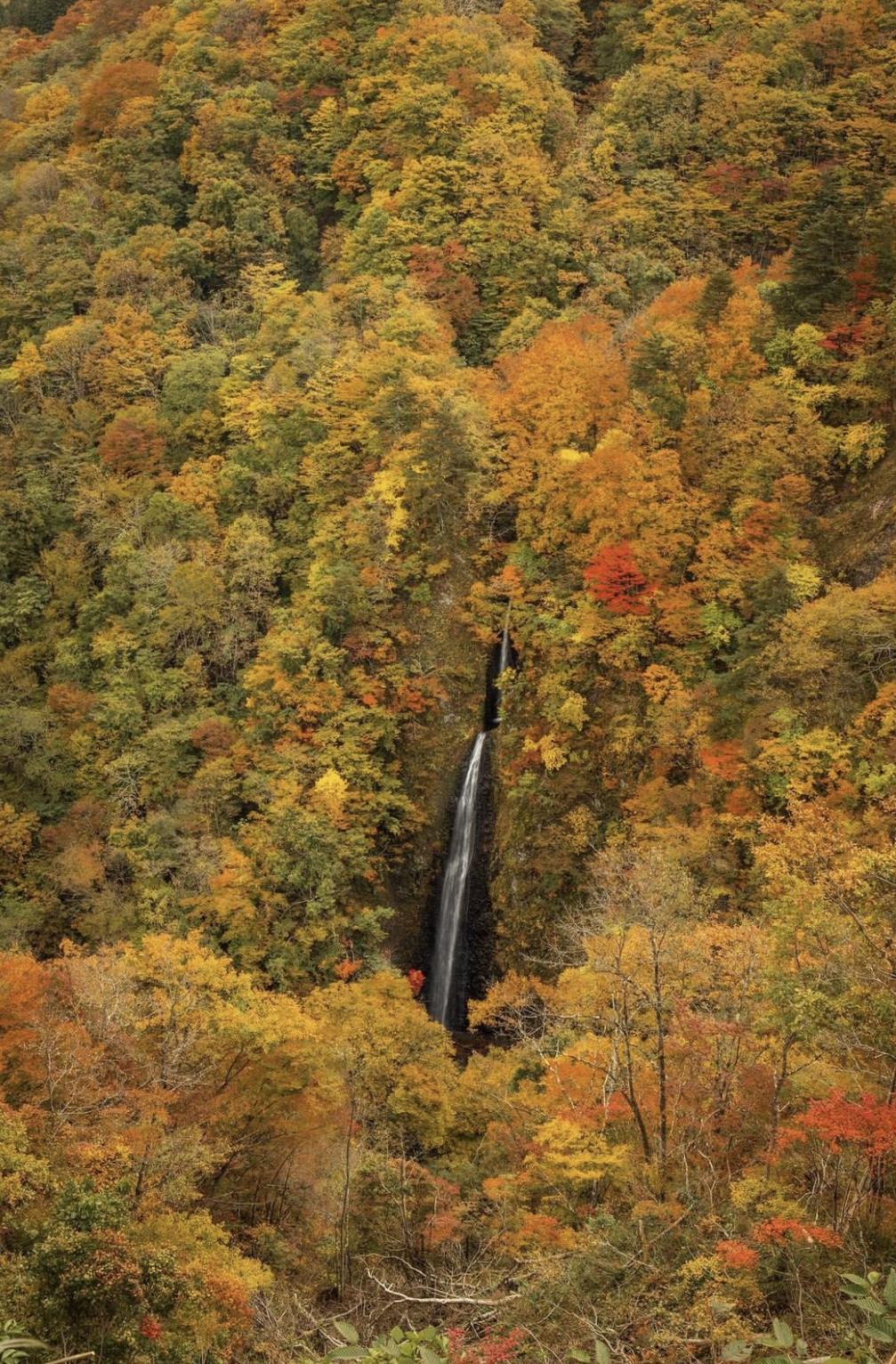 Vẻ đẹp mộng mơ của mùa thu Nhật Bản, xem xong chỉ muốn xách vali lên đường - Ảnh 40.