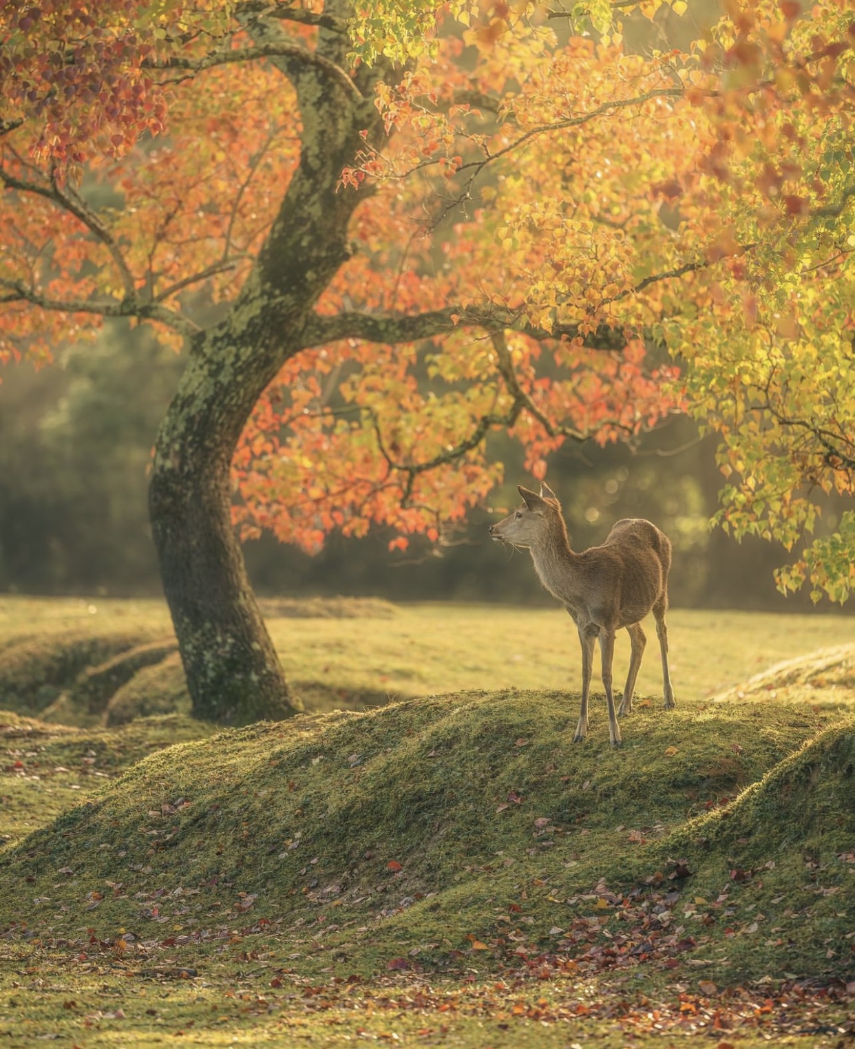Vẻ đẹp mộng mơ của mùa thu Nhật Bản, xem xong chỉ muốn xách vali lên đường - Ảnh 37.