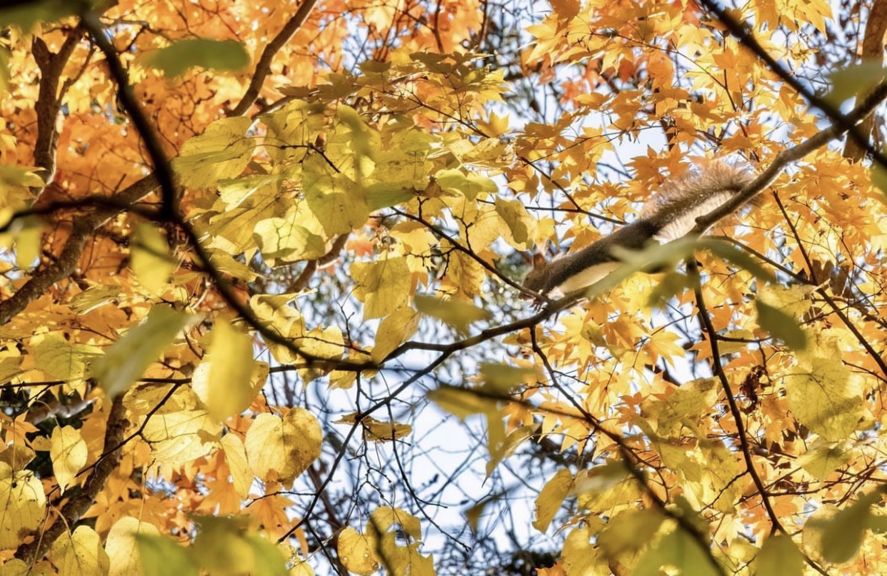 Vẻ đẹp mộng mơ của mùa thu Nhật Bản, xem xong chỉ muốn xách vali lên đường - Ảnh 25.