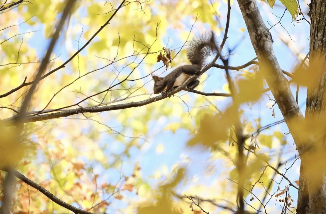 Vẻ đẹp mộng mơ của mùa thu Nhật Bản, xem xong chỉ muốn xách vali lên đường - Ảnh 22.