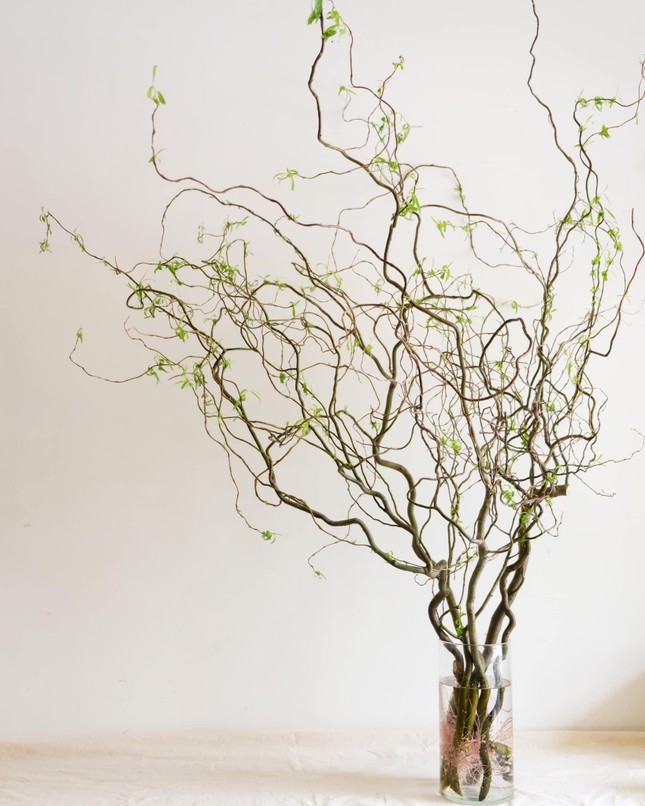 Rộ mốt trưng nhà rất chill với cành liễu xoăn uốn lượn lạ mắt - Ảnh 1.