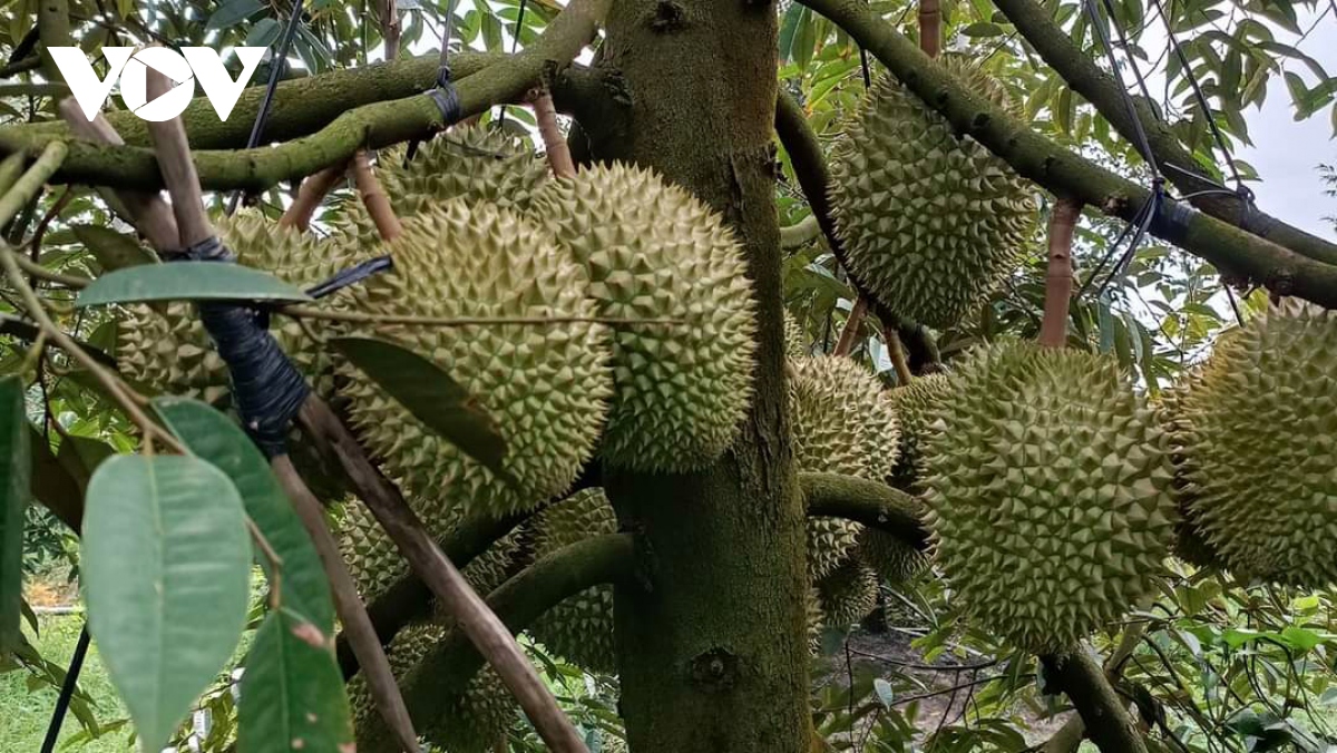 Sầu riêng giá cao kỷ lục, người dân Tiền Giang ồ ạt mở rộng diện tích - Ảnh 1. Sầu riêng giá cao kỷ lục, người dân Tiền Giang ồ ạt mở rộng diện tích - Ảnh 1.