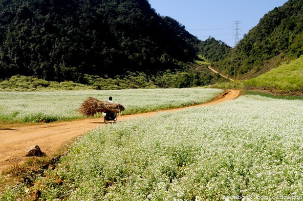 At the end of the year is the season of white mustard flowers blooming in an area of ​​Moc Chau, Son La - Photo 8.