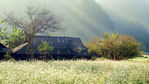 The end of the year is the season of white mustard flowers blooming in an area of ​​Moc Chau, Son La - Photo 7.