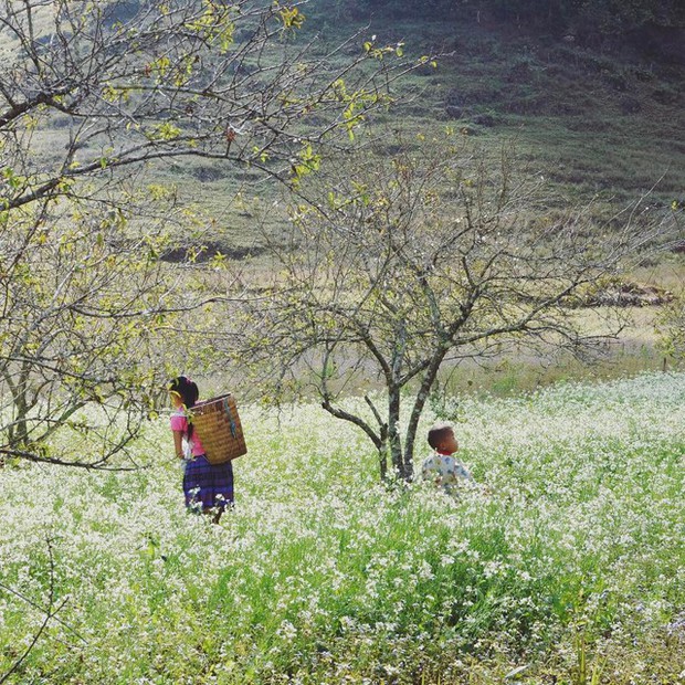 At the end of the year is the season of white mustard flowers blooming in an area of ​​Moc Chau, Son La - Photo 1.