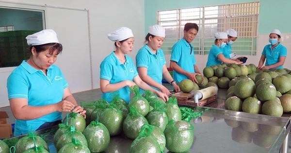 Tin vui bất ngờ với nhiều mặt hàng nông sản Việt - Ảnh 1.