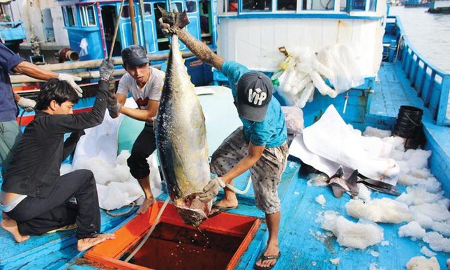 Sau thị sát, EC khuyến cáo gì để gỡ thẻ vàng thủy sản Việt Nam? - Ảnh 1.