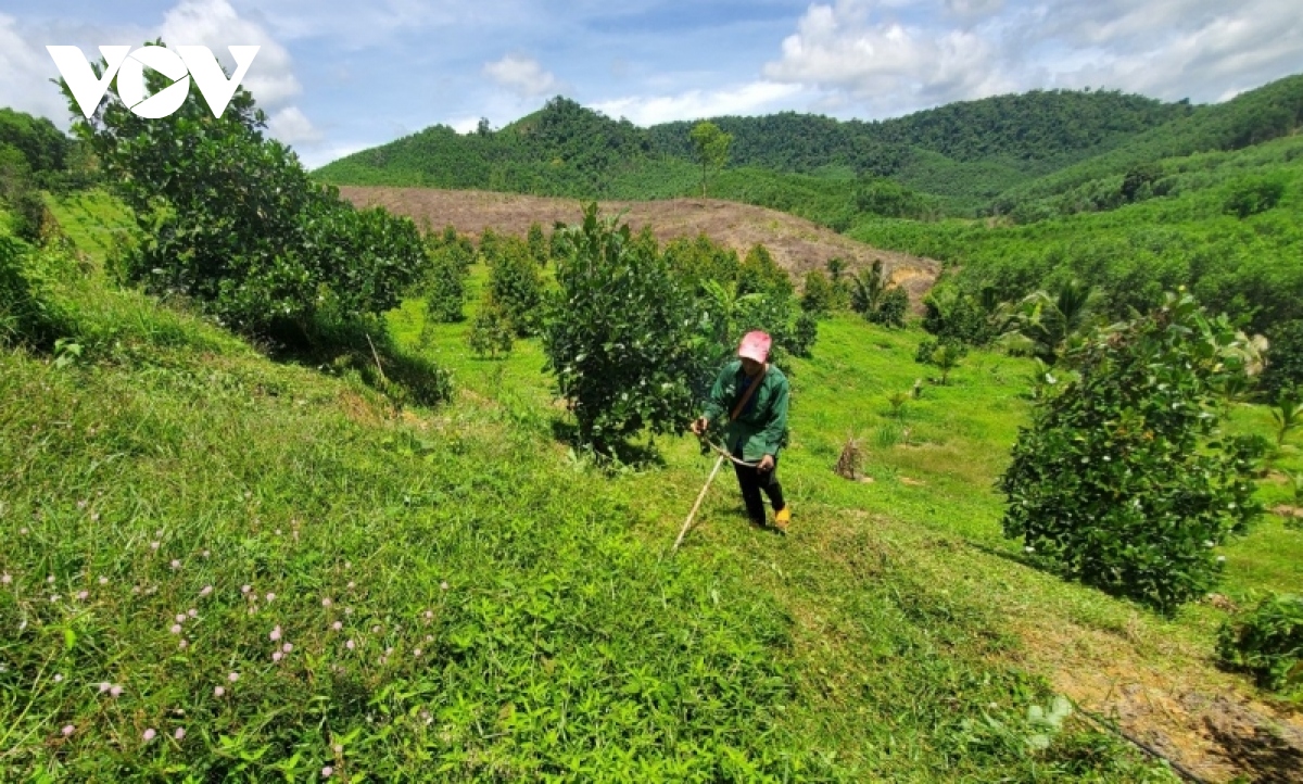 Nông sản Bình Định dễ tiếp cận hơn nhờ lên sàn thương mại điện tử - Ảnh 3.