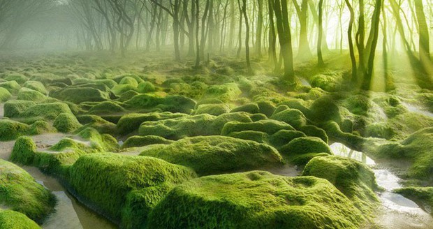 Những khu rừng kỳ lạ nhất thế giới - Ảnh 9.