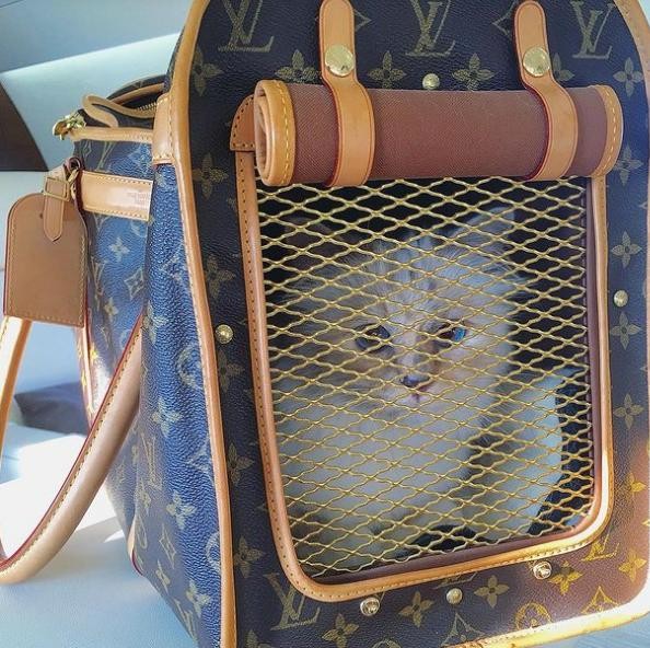 Choáng ngợp cuộc sống mèo tỷ phú của ông hoàng thời trang Karl Lagerfeld - Ảnh 4.